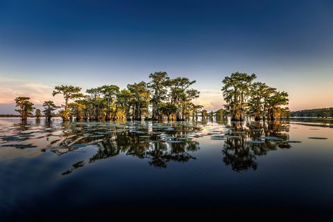 rano navečer s čempresima u močvari državnog parka Caddo Lake, Teksas