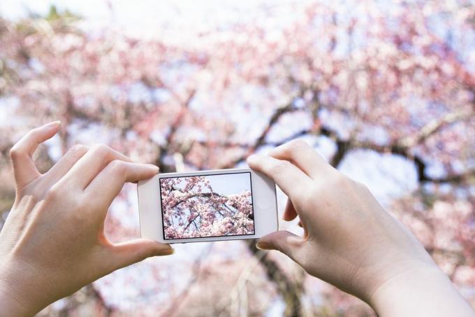 Žena fotografira trešnjine cvjetove mobilnim telefonom