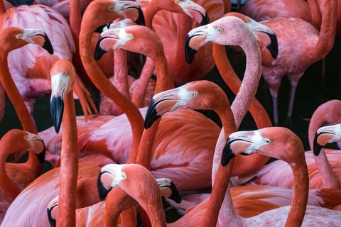 zoološki vrt i safari park u San Diegu