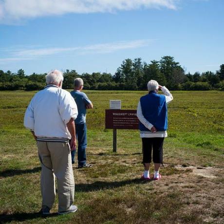 organsko blato brusnica na otoku Nantucket