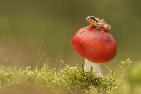 Čest žaba (Rana temporaria) i gljiva
