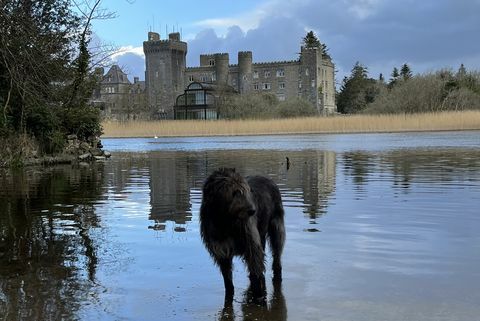 Ashford Bloodhound walk