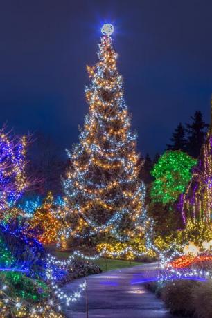 osvijetljeno božićno drvce noću
