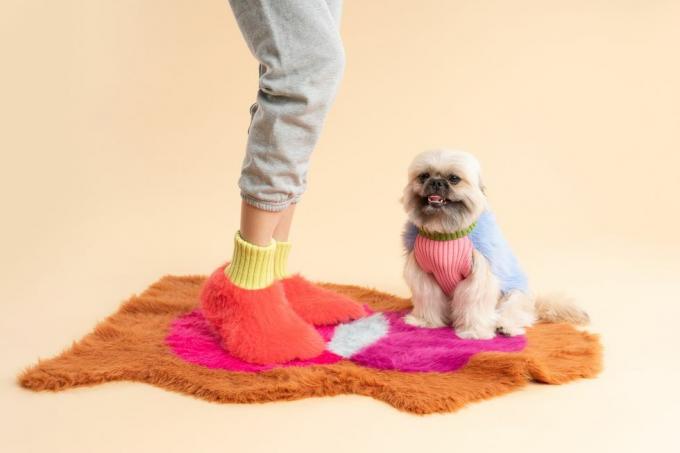 psa u džemperu i ružičastoj košulji